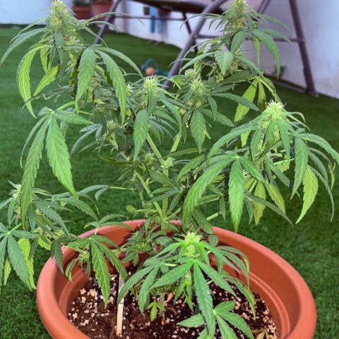 Encarna growlog timeline photo