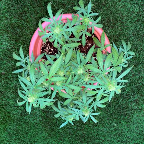 Encarna growlog timeline photo
