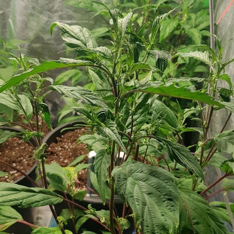 Mint OG1 growlog timeline photo