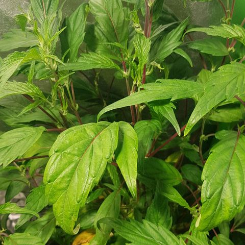 Mint OG1 growlog timeline photo