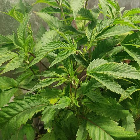 Mint OG1 growlog timeline photo