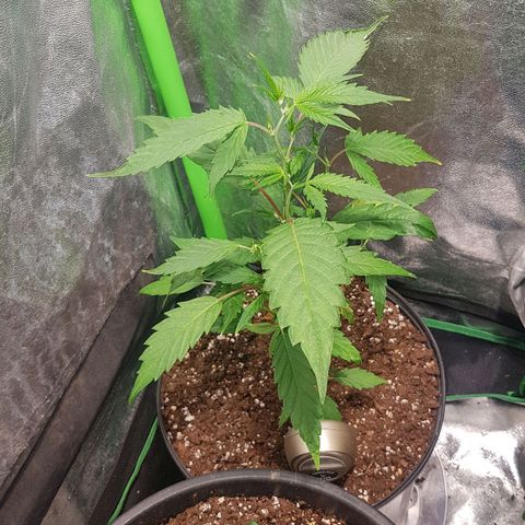 Mint OG1 growlog timeline photo