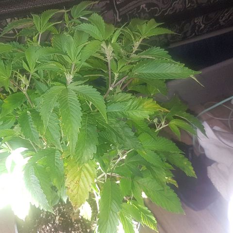 Mint OG1 growlog photo: Feeding +1