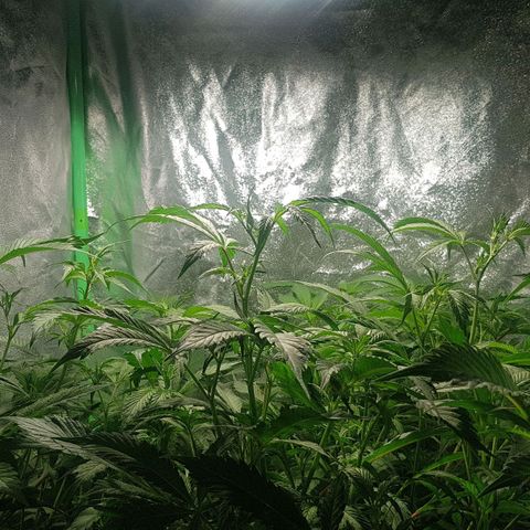 Mint OG1 growlog photo: Water until runoff ~350ppm