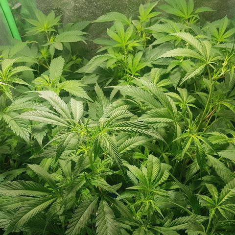 Mint OG1 growlog photo: Water until runoff ~350ppm