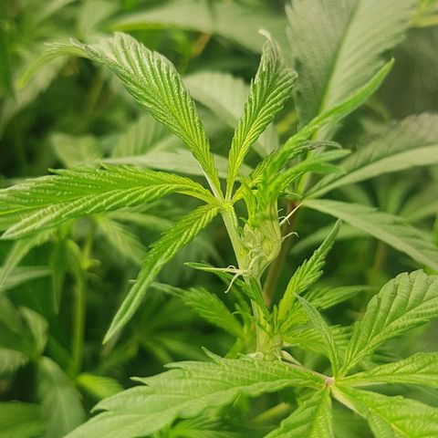 Mint OG1 growlog photo: Water until runoff ~350ppm
