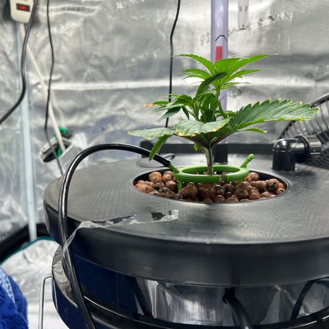 Death Bubba (Clone Grow) growlog timeline photo