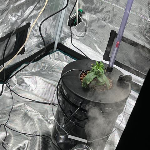 Death Bubba (Clone Grow) growlog photo: New transplant 