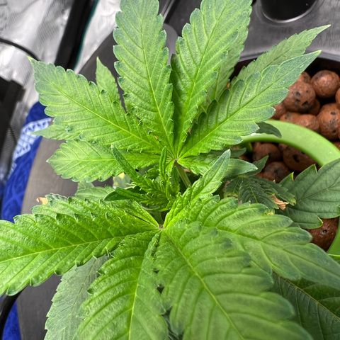 Death Bubba (Clone Grow) growlog photo: day 2 : Thriving well!! 