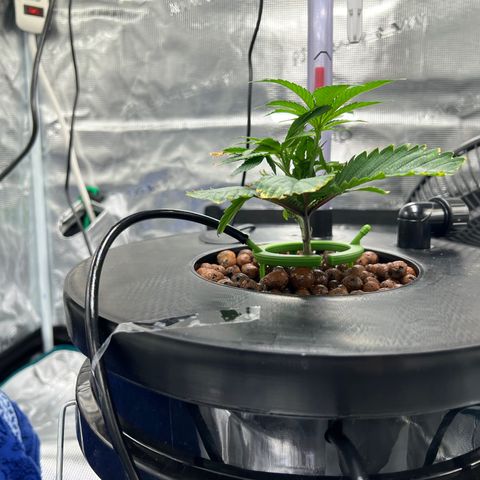 Death Bubba (Clone Grow) growlog photo: day 2 : Thriving well!! 