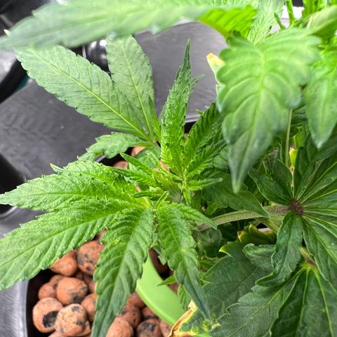 Death Bubba (Clone Grow) growlog photo: day 2 : Thriving well!! 