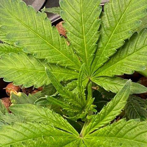 Death Bubba (Clone Grow) growlog photo: day 2 : Thriving well!! 