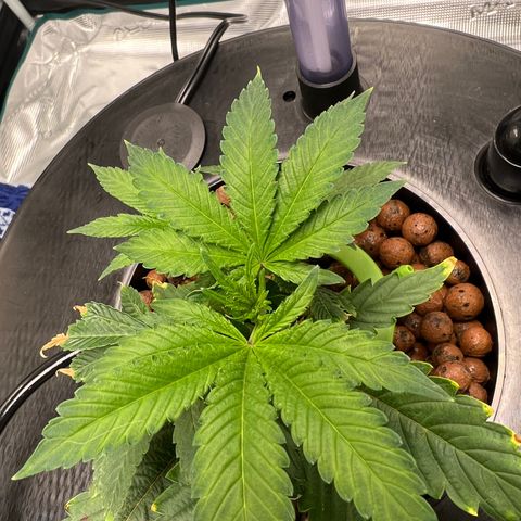 Death Bubba (Clone Grow) growlog photo: day 2 : Thriving well!! 