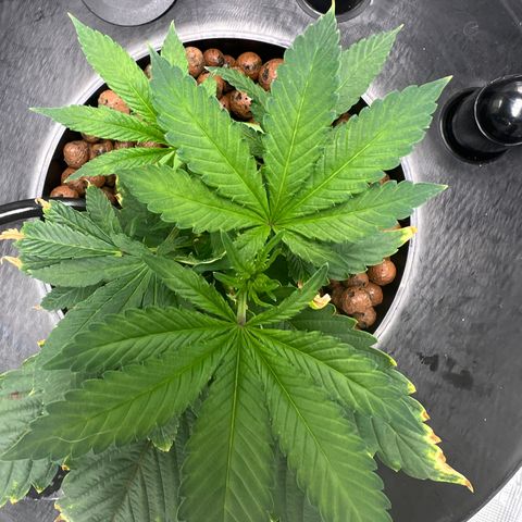 Death Bubba (Clone Grow) growlog timeline photo