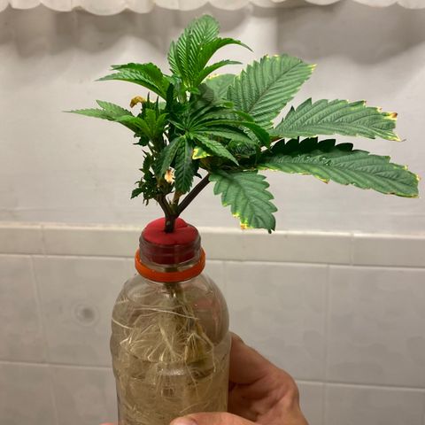 Death Bubba (Clone Grow) growlog photo: Pre-transfer
