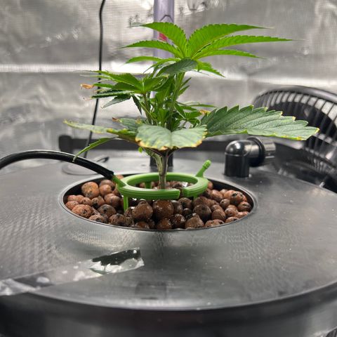 Death Bubba (Clone Grow) growlog photo: 10am wake up