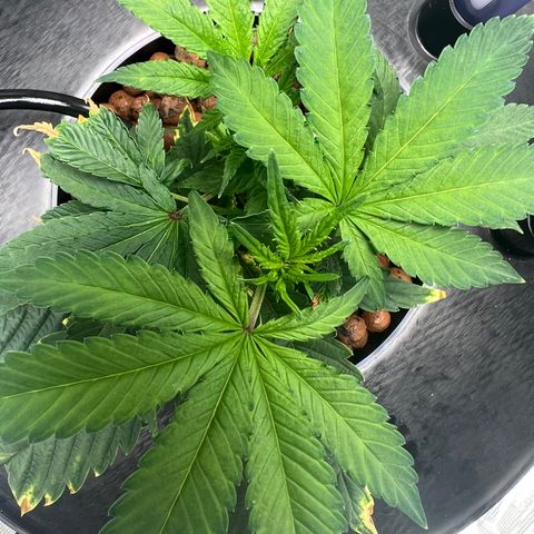 Death Bubba (Clone Grow) growlog photo: 10am wake up