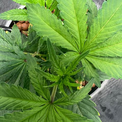 Death Bubba (Clone Grow) growlog photo: 10am wake up
