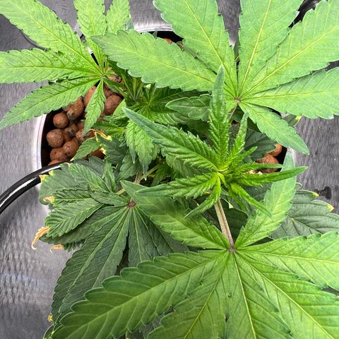 Death Bubba (Clone Grow) growlog photo: Hydro is insane!!! 
I see growth in hours!!!  Love it. 