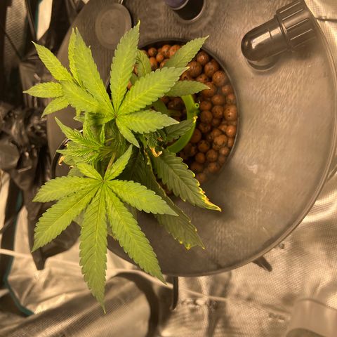 Death Bubba (Clone Grow) growlog photo: Hydro is insane!!! 
I see growth in hours!!!  Love it. 