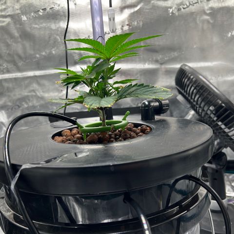 Death Bubba (Clone Grow) growlog photo: Hydro is insane!!! 
I see growth in hours!!!  Love it. 