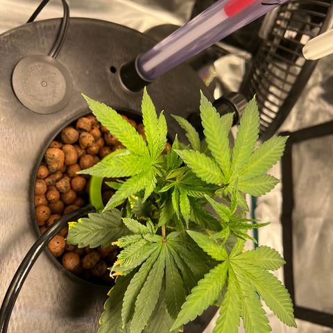 Death Bubba (Clone Grow) growlog photo: Hydro is insane!!! 
I see growth in hours!!!  Love it. 