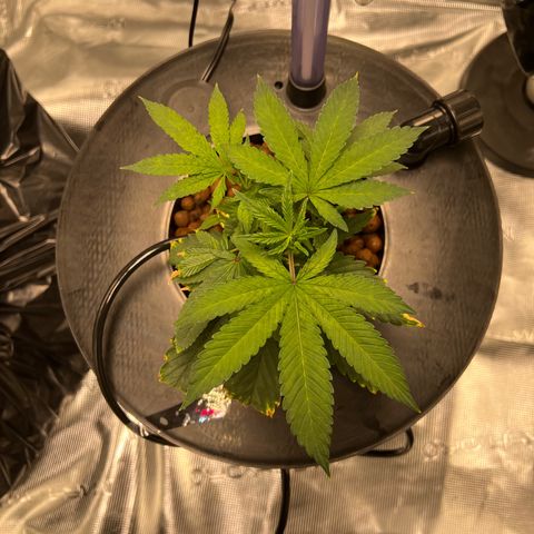 Death Bubba (Clone Grow) growlog photo: Hydro is insane!!! 
I see growth in hours!!!  Love it. 