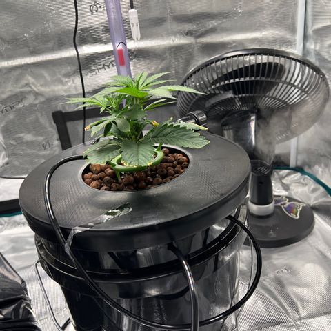 Death Bubba (Clone Grow) growlog photo: Hydro is insane!!! 
I see growth in hours!!!  Love it. 