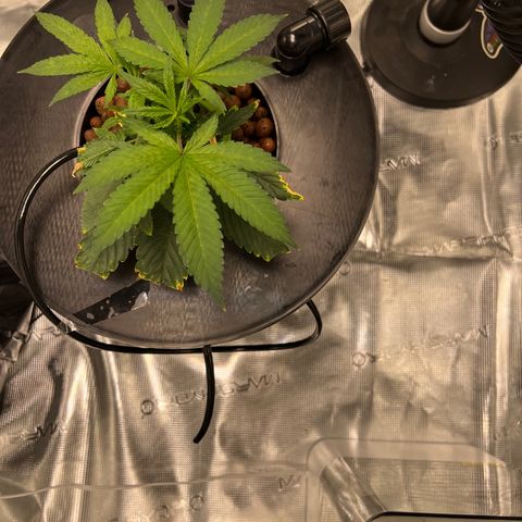 Death Bubba (Clone Grow) growlog photo: 4am lights out. 