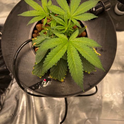 Death Bubba (Clone Grow) growlog photo: 4am lights out. 