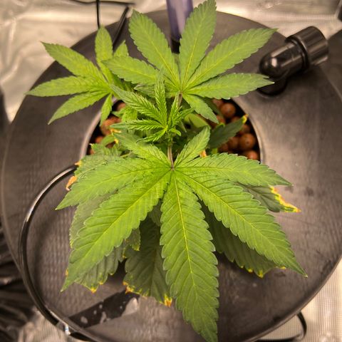 Death Bubba (Clone Grow) growlog photo: 4am lights out. 
