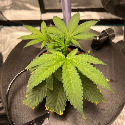 Death Bubba (Clone Grow) growlog photo: 4am lights out. 