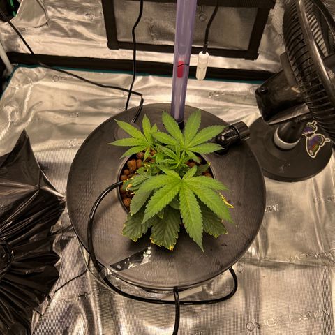 Death Bubba (Clone Grow) growlog photo: 4am lights out. 