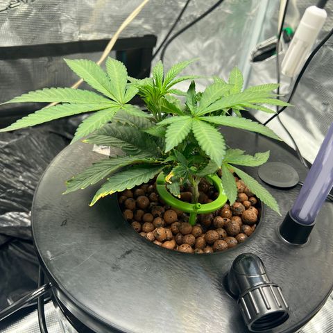 Death Bubba (Clone Grow) growlog photo: 700 ppm

 