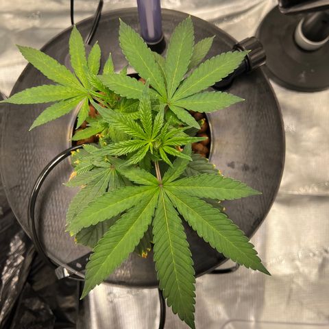 Death Bubba (Clone Grow) growlog photo: 700 ppm

 