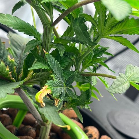 Death Bubba (Clone Grow) growlog photo: 700 ppm

 