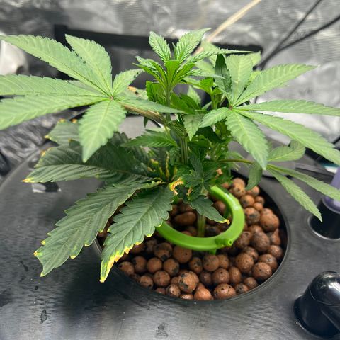 Death Bubba (Clone Grow) growlog photo: 700 ppm

 