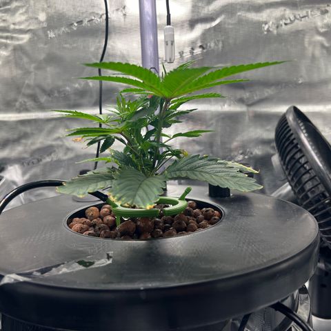Death Bubba (Clone Grow) growlog photo: 700 ppm

 