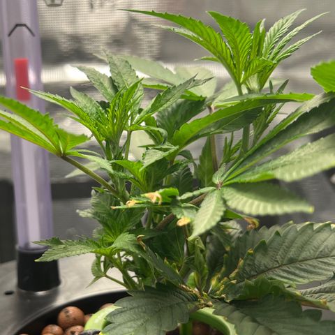 Death Bubba (Clone Grow) growlog photo: Hydro is insane!!! Not even a week 🙏