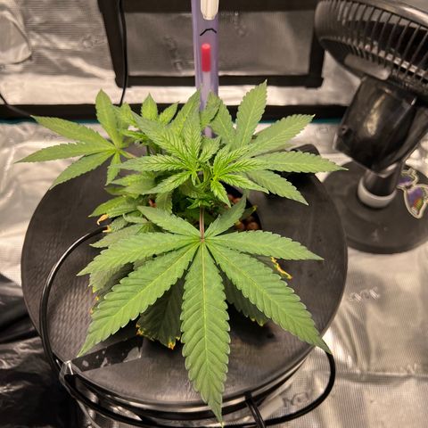 Death Bubba (Clone Grow) growlog timeline photo