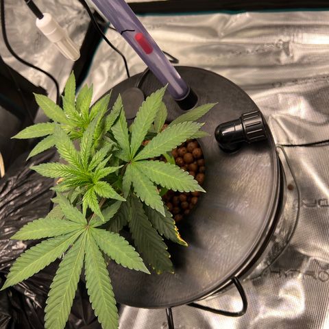 Death Bubba (Clone Grow) growlog timeline photo