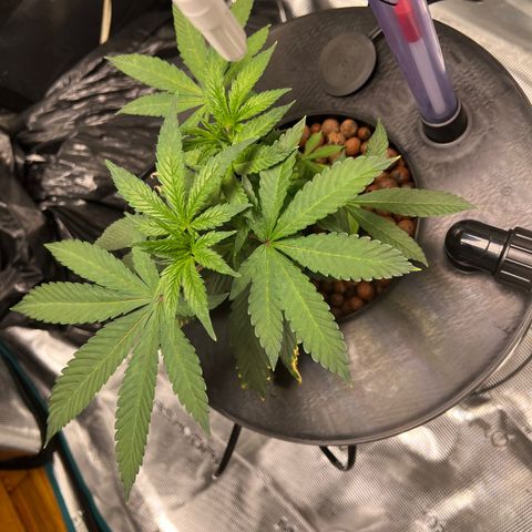 Death Bubba (Clone Grow) growlog timeline photo