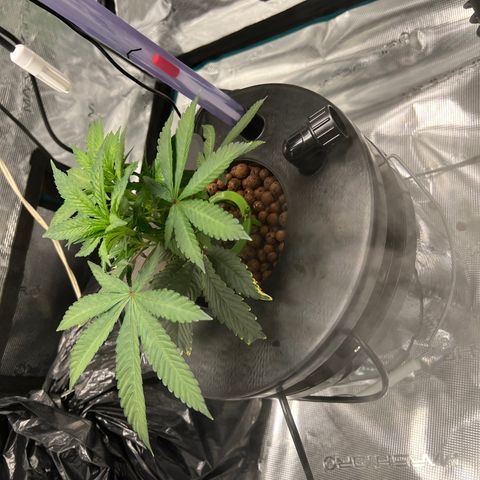 Death Bubba (Clone Grow) growlog photo: 10a lights on 700ppfd