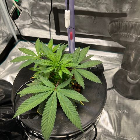 Death Bubba (Clone Grow) growlog photo: 10a lights on 700ppfd