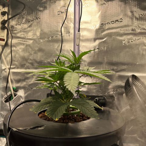 Death Bubba (Clone Grow) growlog photo: 10a lights on 700ppfd