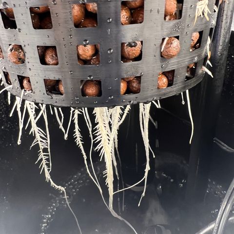 Death Bubba (Clone Grow) growlog timeline photo