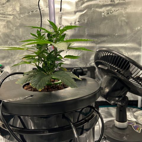 Death Bubba (Clone Grow) growlog timeline photo