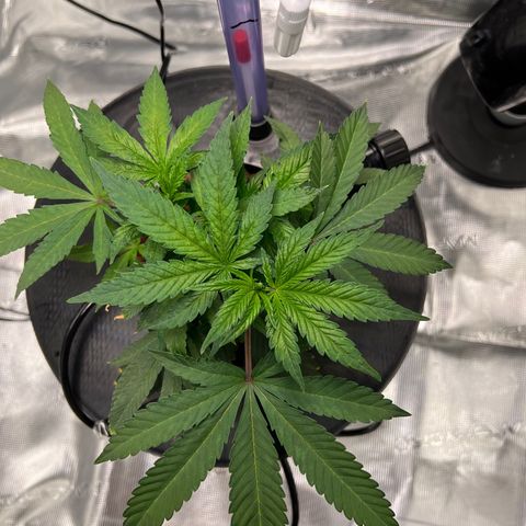 Death Bubba (Clone Grow) growlog timeline photo