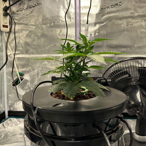 Death Bubba (Clone Grow) growlog timeline photo