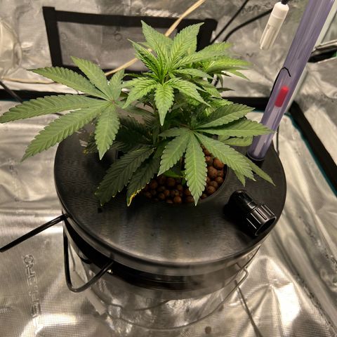 Death Bubba (Clone Grow) growlog timeline photo